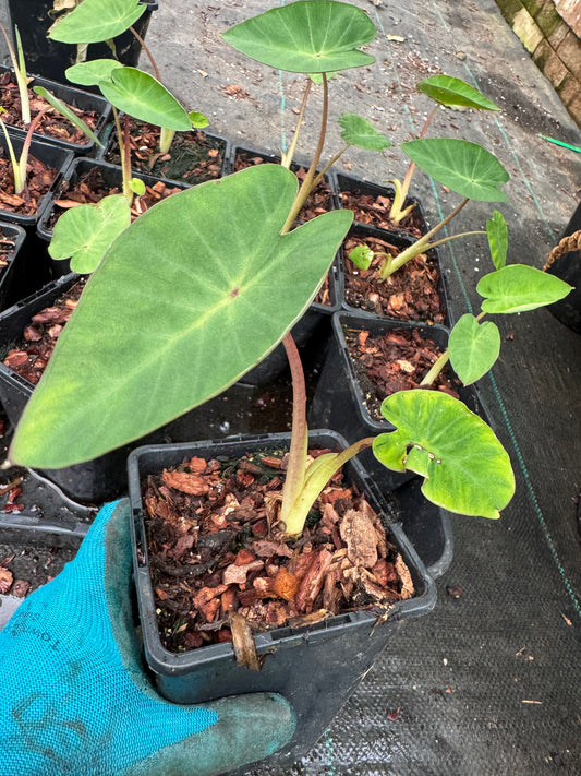 Colocasia Pink China small