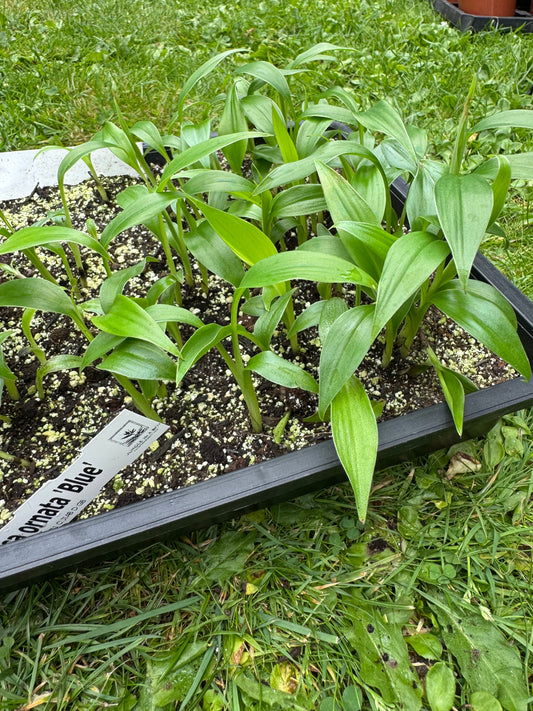 Musa ornata 'Blue' – Blue Flowering Banana (9cm Pot) coming soon