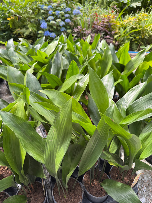 Aspidistra elatior
