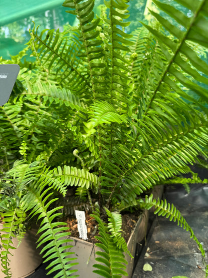 Nephrolepis ‘Arctic Jungle’