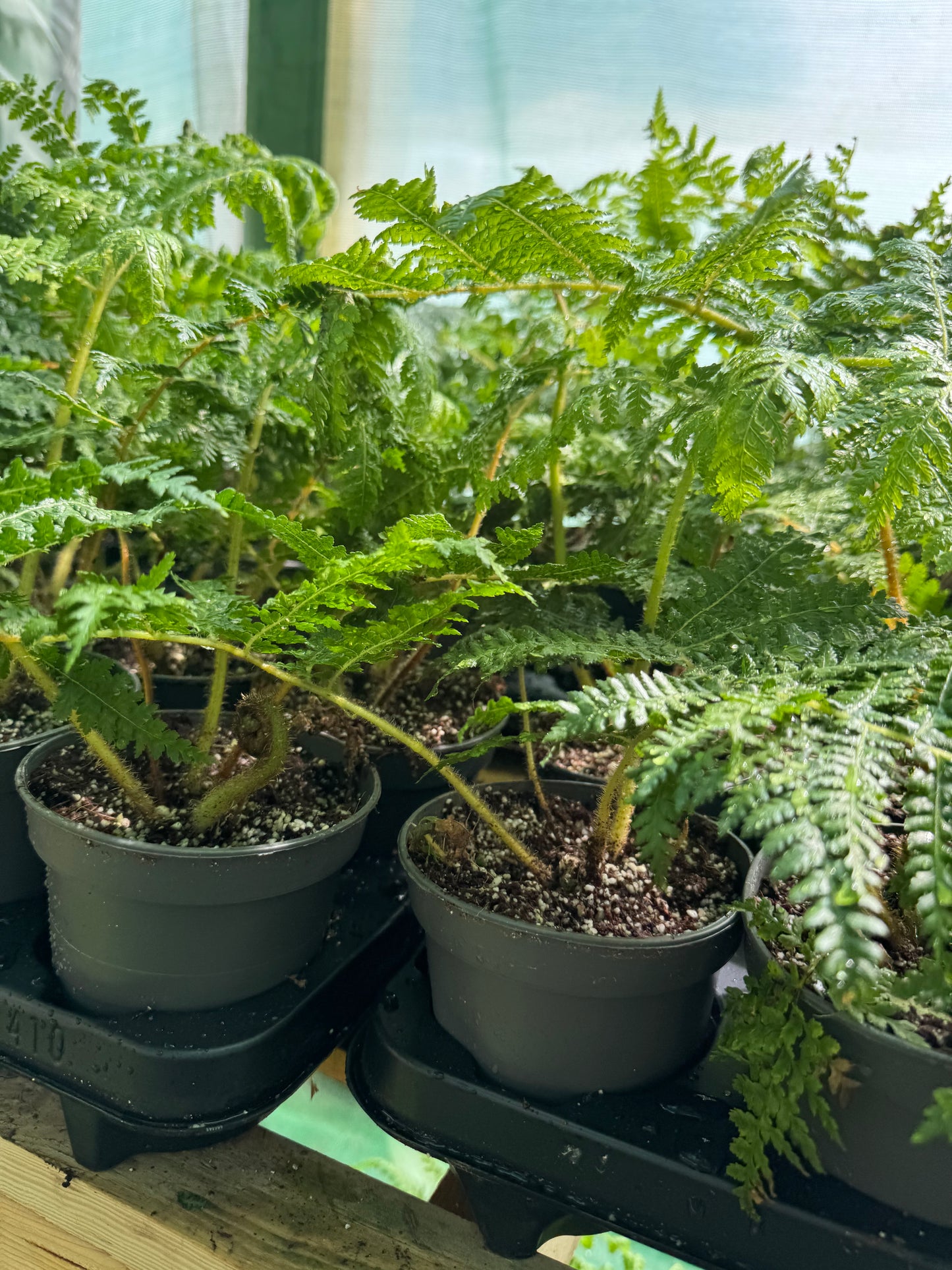 Cyathea medullaris 12cm pot