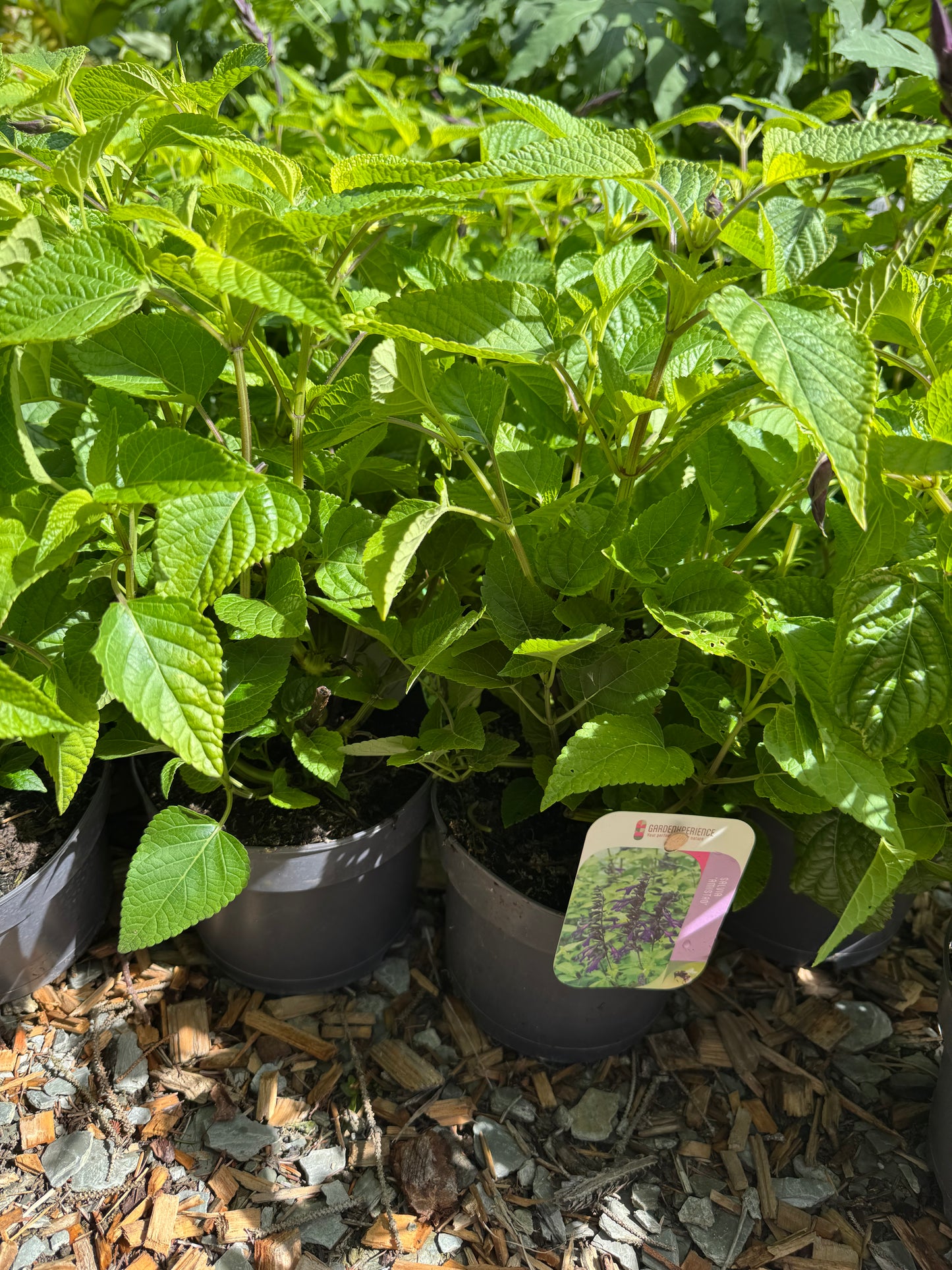 Salvia 'Amistad' large