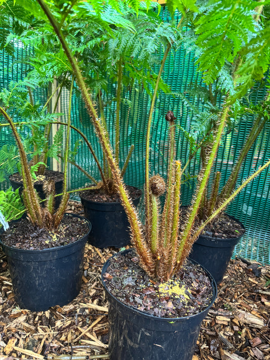 Cyathea cooperi sp dwarf red large