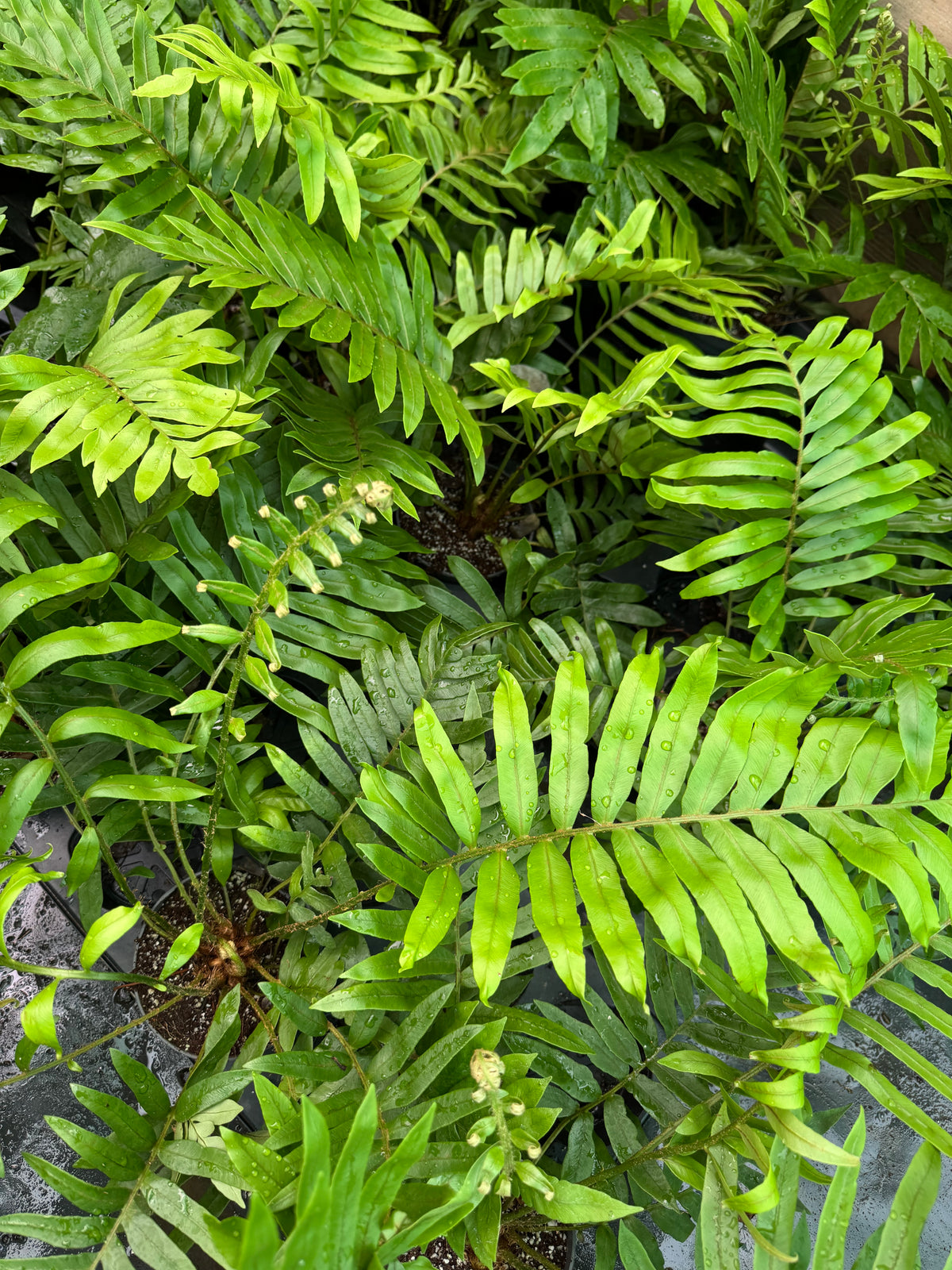 Blechnum tabulare – The Table Fern