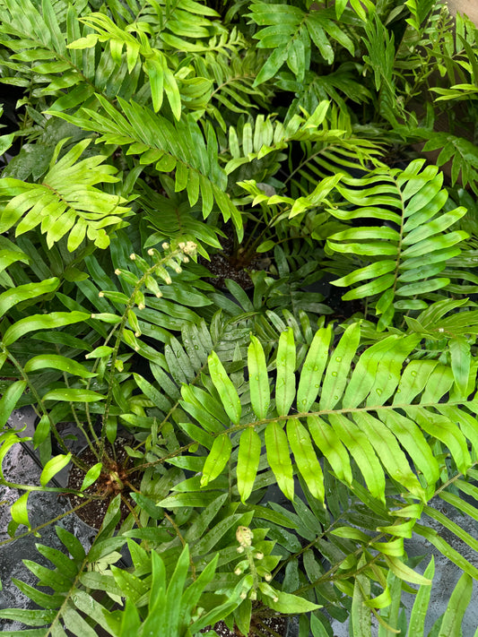 Blechnum tabulare – The Table Fern