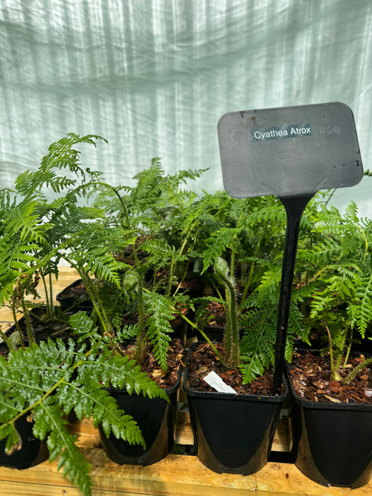 Cyathea Atrox 3 litres