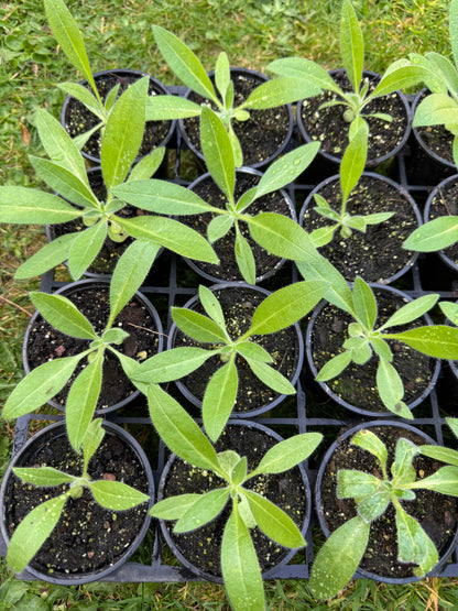 Echium Wildpretii
