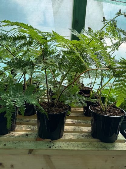 Cyathea medullaris medium