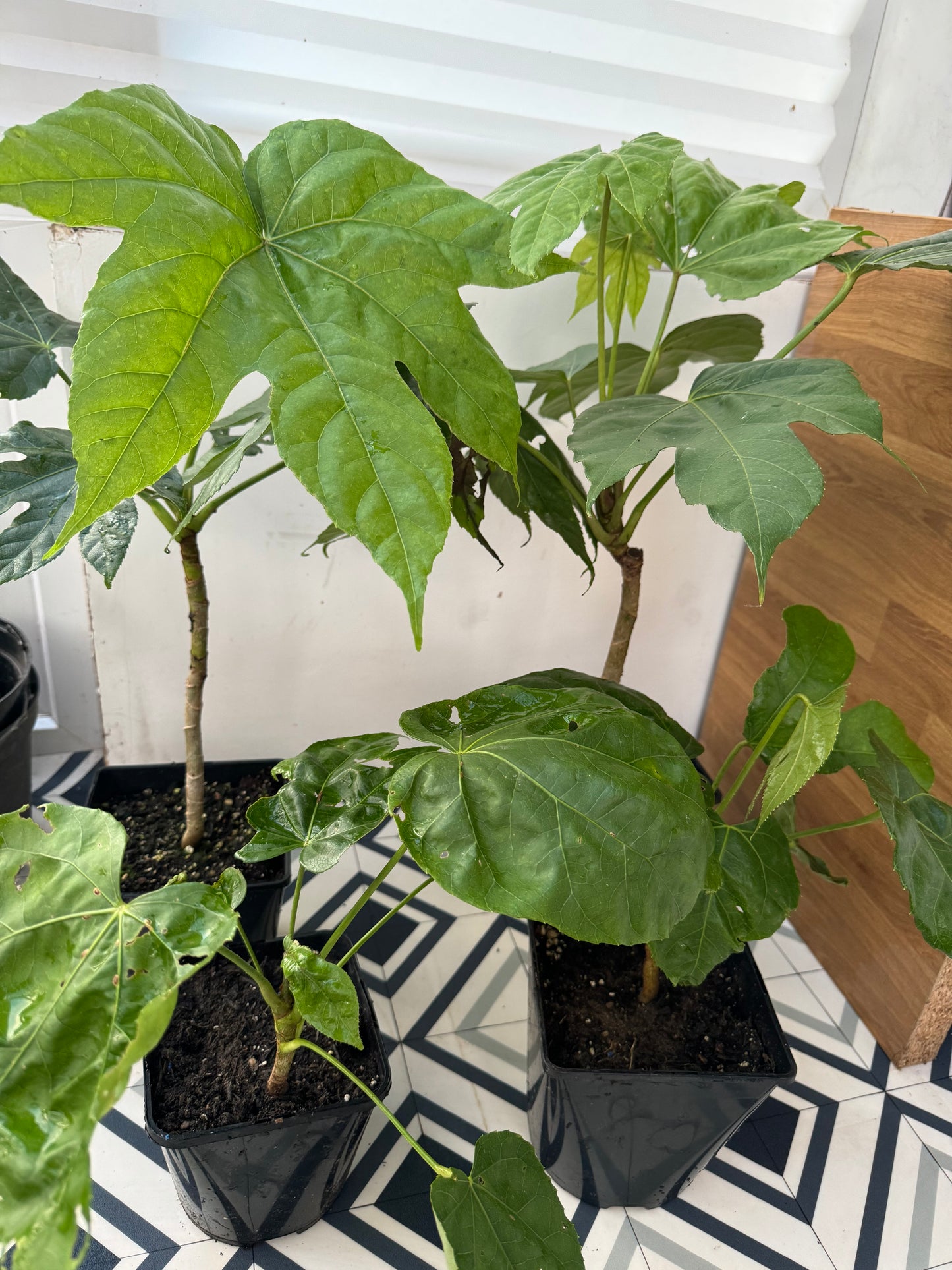 Fatsia polycarpa 'Megafatsia'