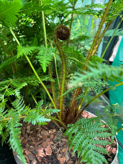 Cyathea brownii  (Sphaeropteris excelsa)