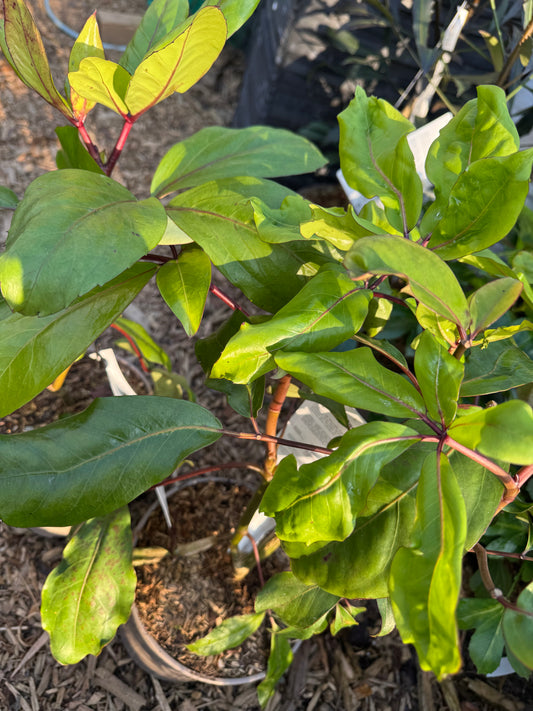 Pseudopanax laetus