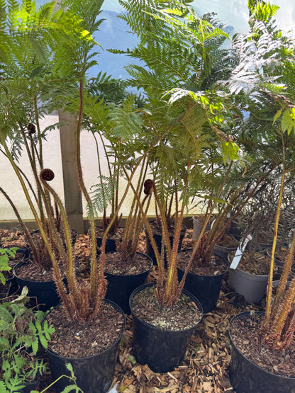 Cyathea cooperi sp dwarf red large