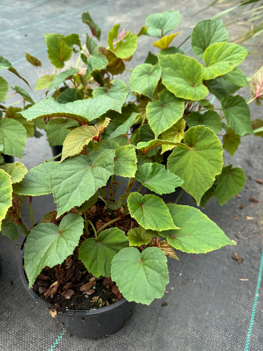 Begonia grandis Subs. Evansiana Alba 2 litre