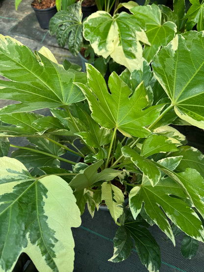 Fatsia japonica 'Variegata' large