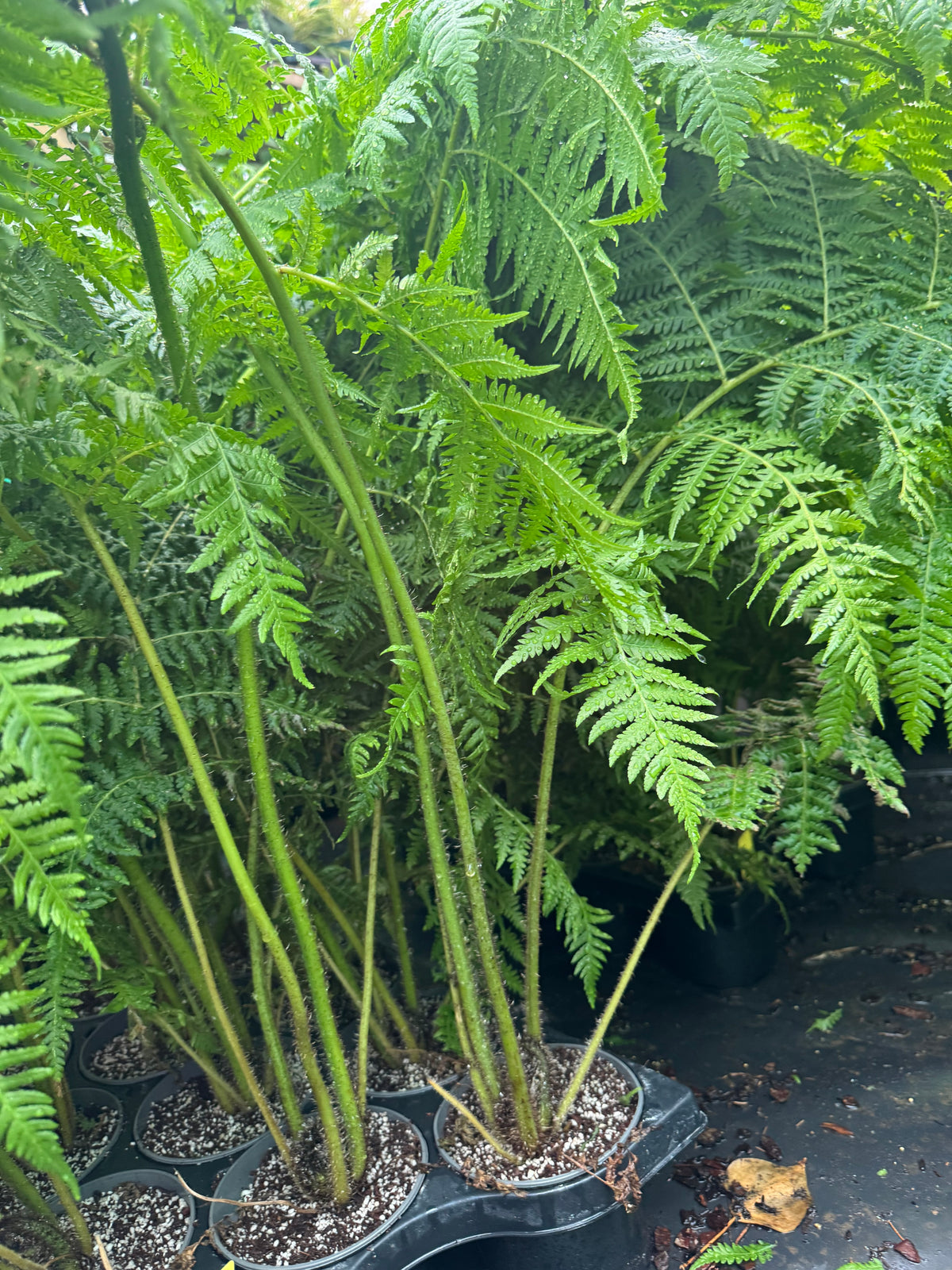 Cyathea milnei (Alsophila milnei)