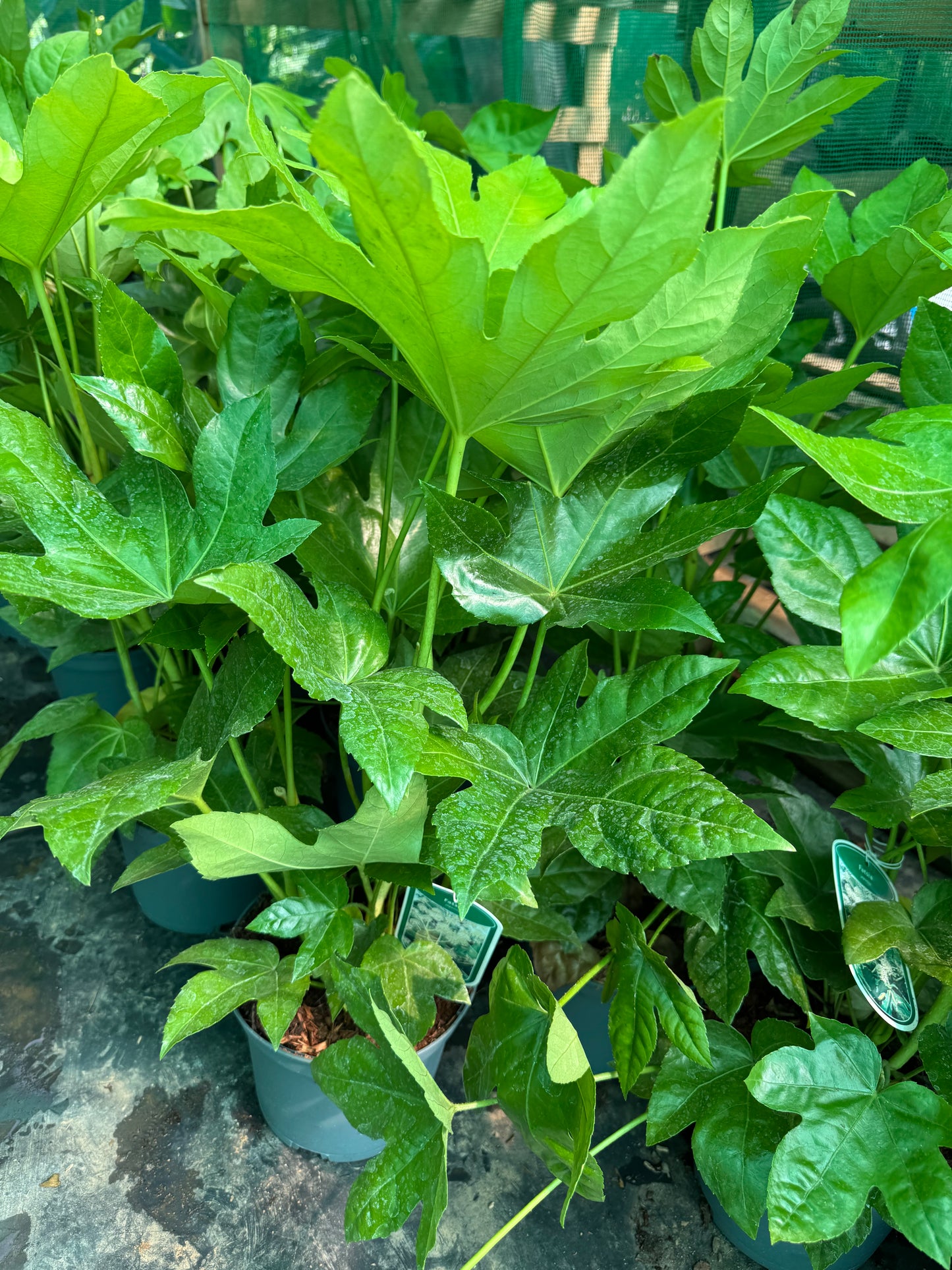 Fatsia Japonica large