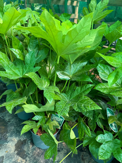 Fatsia Japonica large