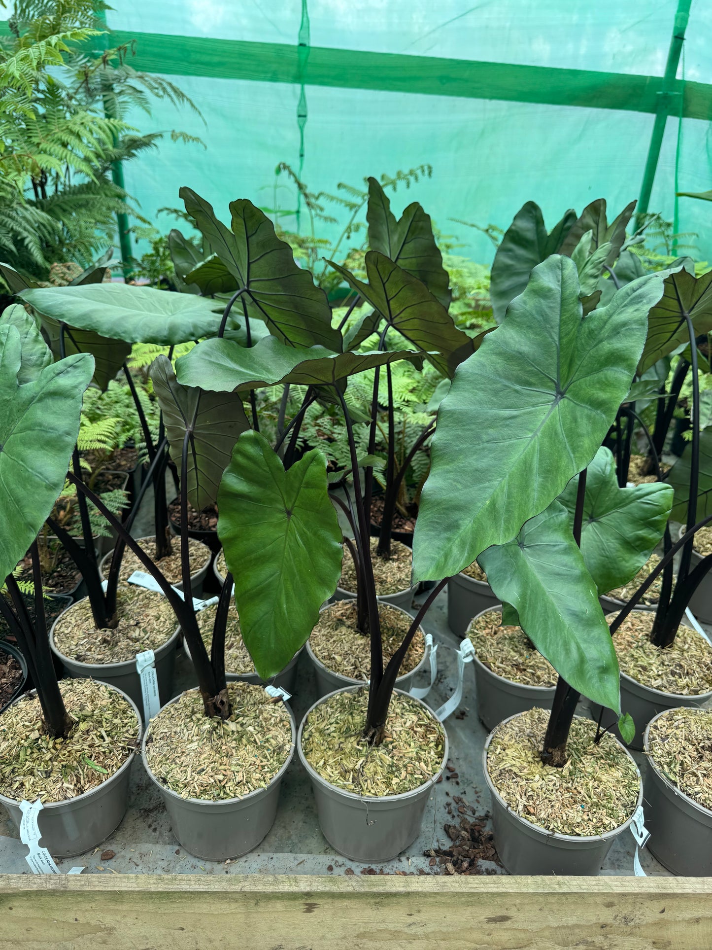 Colocasia esculenta 'Black Stem' - Dark Elephant Ears