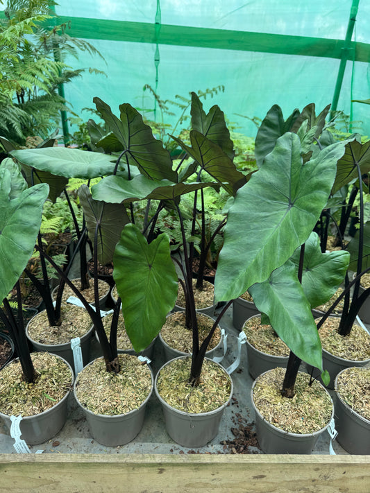 Colocasia esculenta 'Black Stem' - Dark Elephant Ears