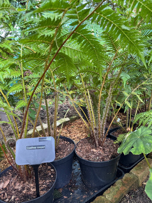 Large Cyathea cooperi – Tree fern