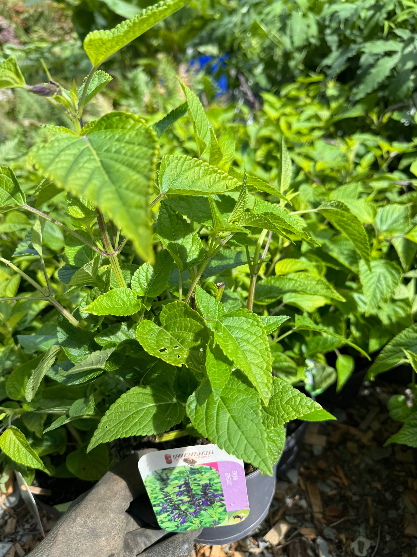 Salvia 'Amistad' large