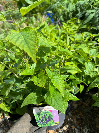 Salvia 'Amistad' large