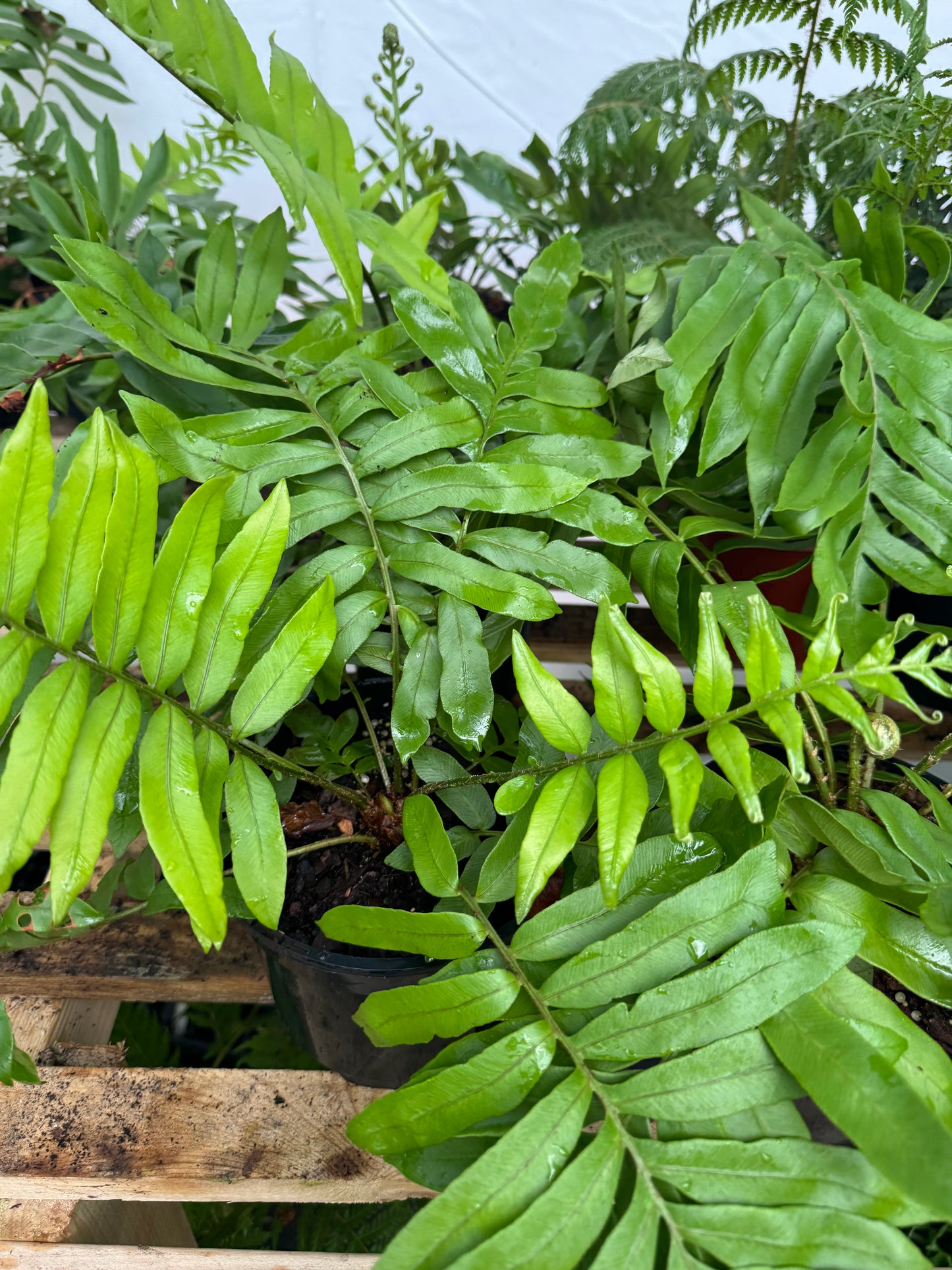 Blechnum tabulare – The Table Fern large pot