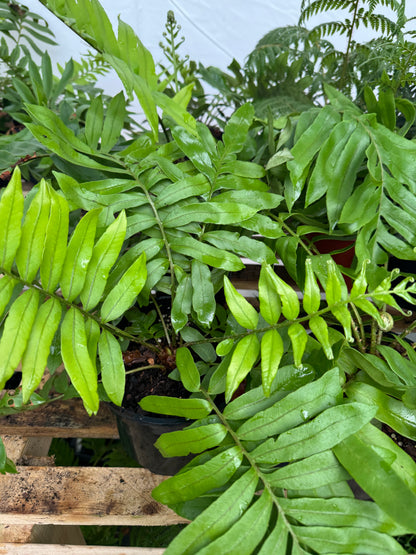 Blechnum tabulare – The Table Fern large pot