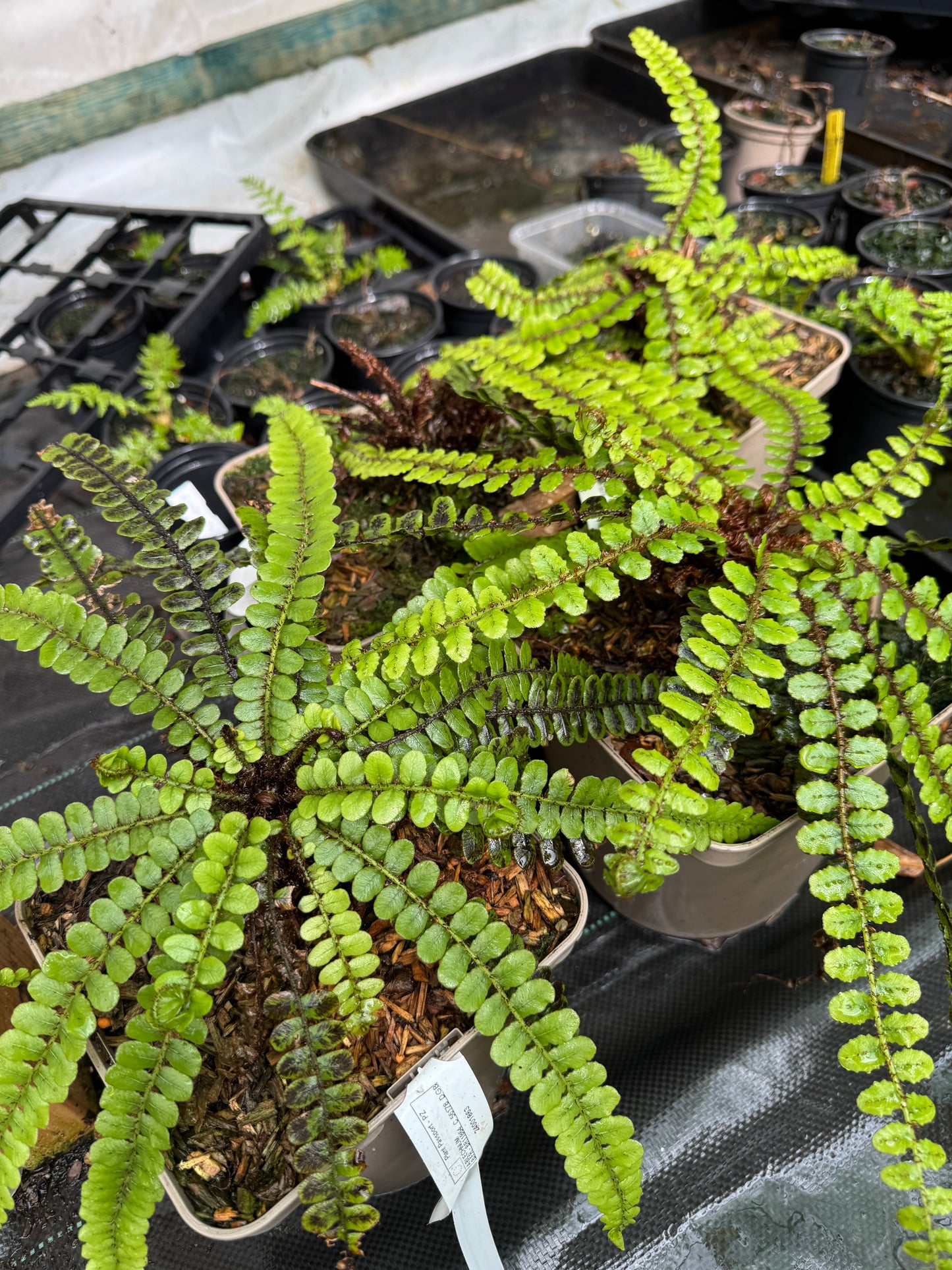 Blechnum fluviatile