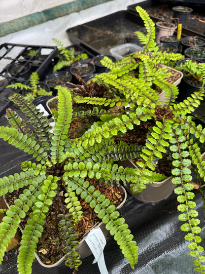 Blechnum fluviatile