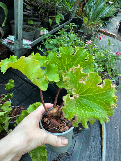 Farfugium japonicum ‘Wavy Gravy’ – The Ruffled Leopard Plant