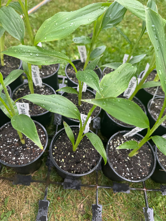 Musa 'Helen's Hybrid' – Hardy Himalayan Banana (9cm Pot)