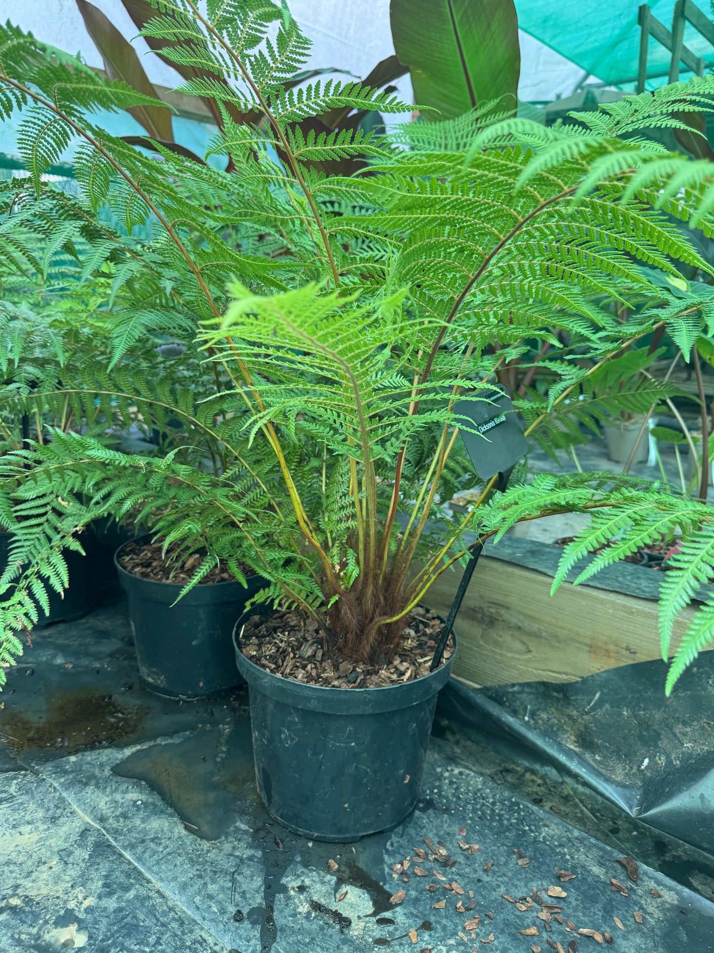 Dicksonia fibrosa Tree fern large