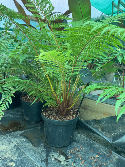 Dicksonia fibrosa Tree fern large