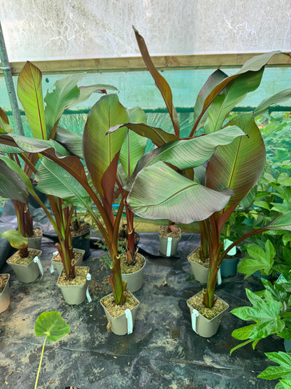 Ensete ventricosum maurelii 3 litres