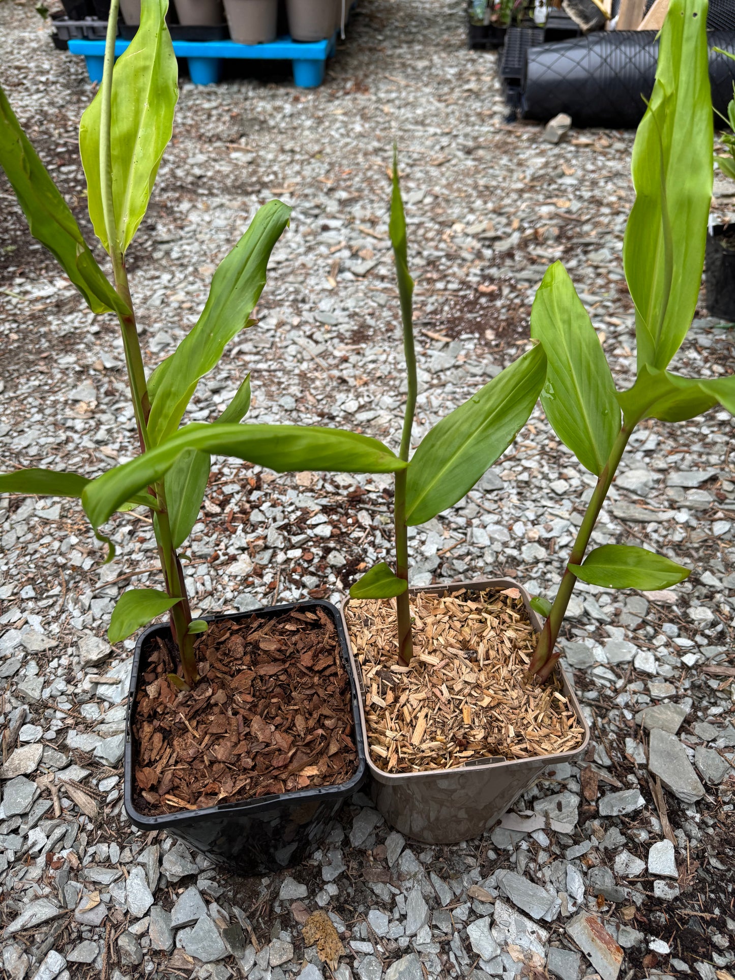 Hedychium ‘Elizabeth’