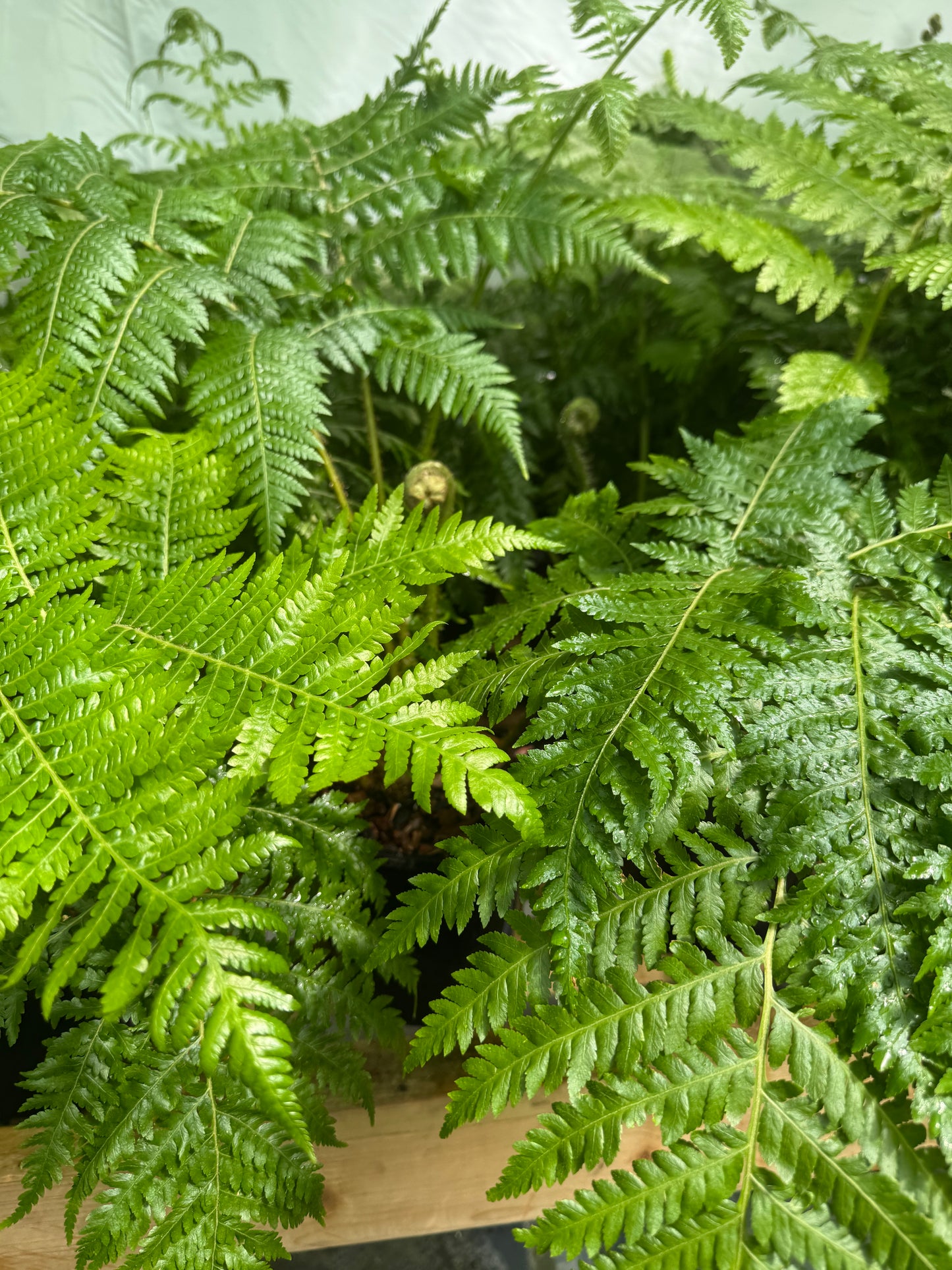 Cyathea × 'Aussie Larrikin' (Little Aussie Larrikin Tree Fern) 3 litre pot