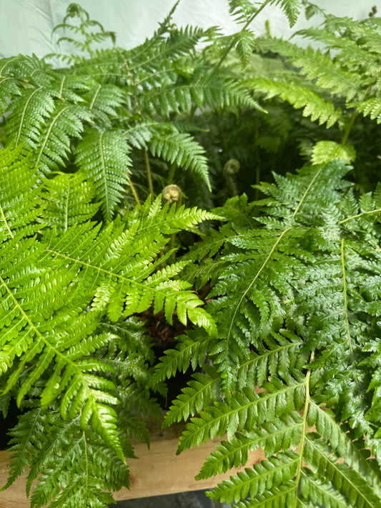 Cyathea × 'Aussie Larrikin' (Little Aussie Larrikin Tree Fern) 3 litre pot