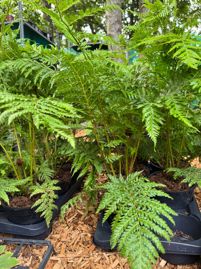 Cyathea cooperi sp dwarf red