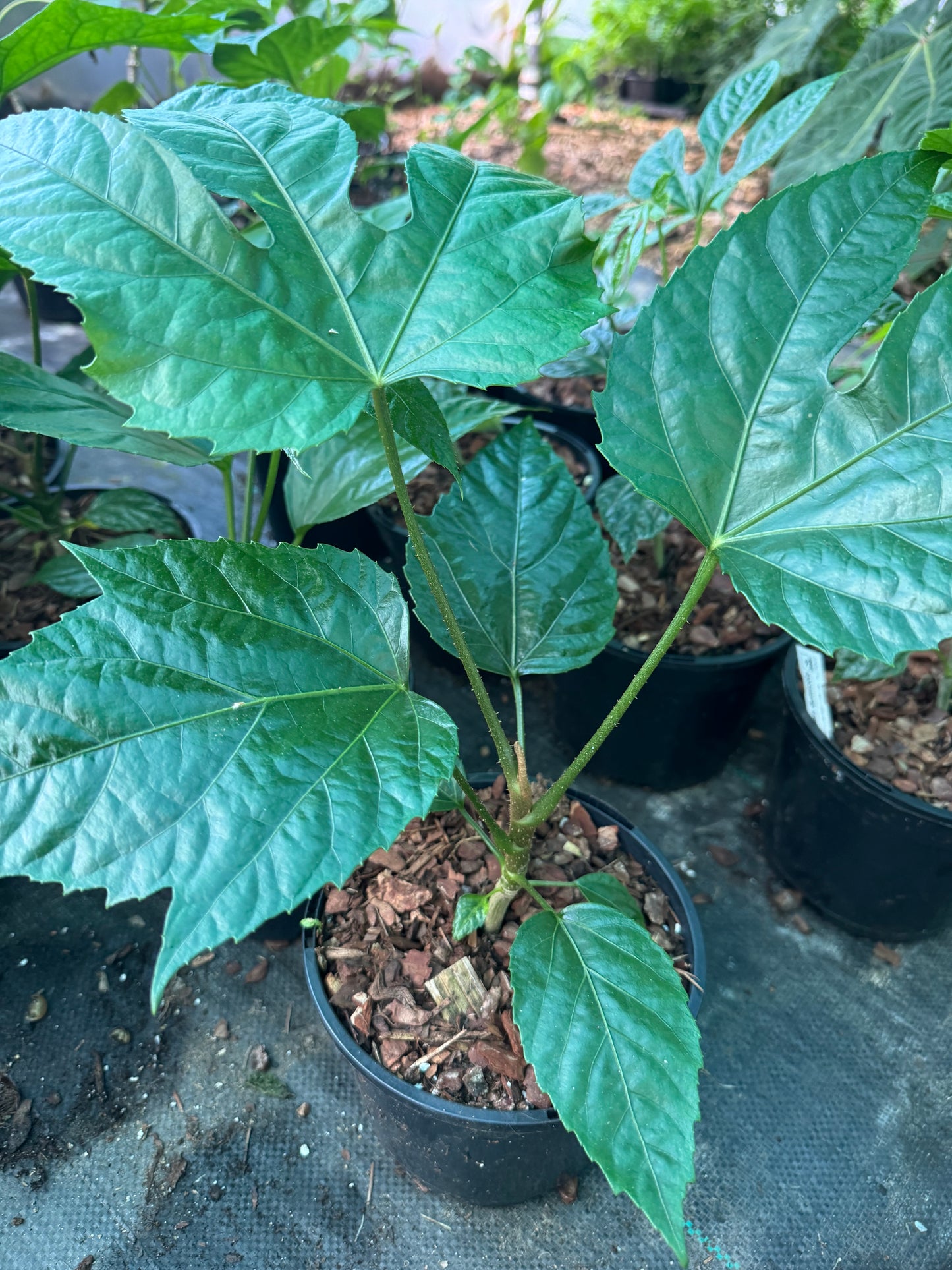 Trevesia palmata (Snowflake Tree)