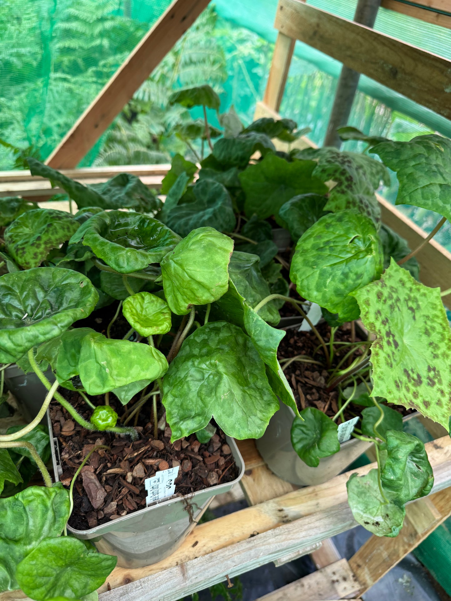 Podophyllum ‘Spotty Dotty’