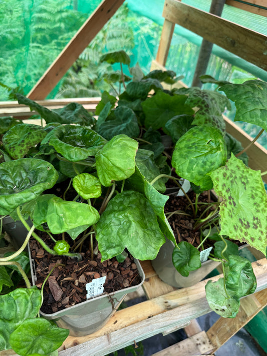 Podophyllum ‘Spotty Dotty’