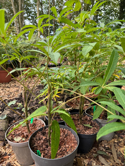 Schefflera Rhododendrifolia