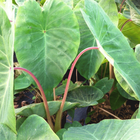 Colocasia Pink China small