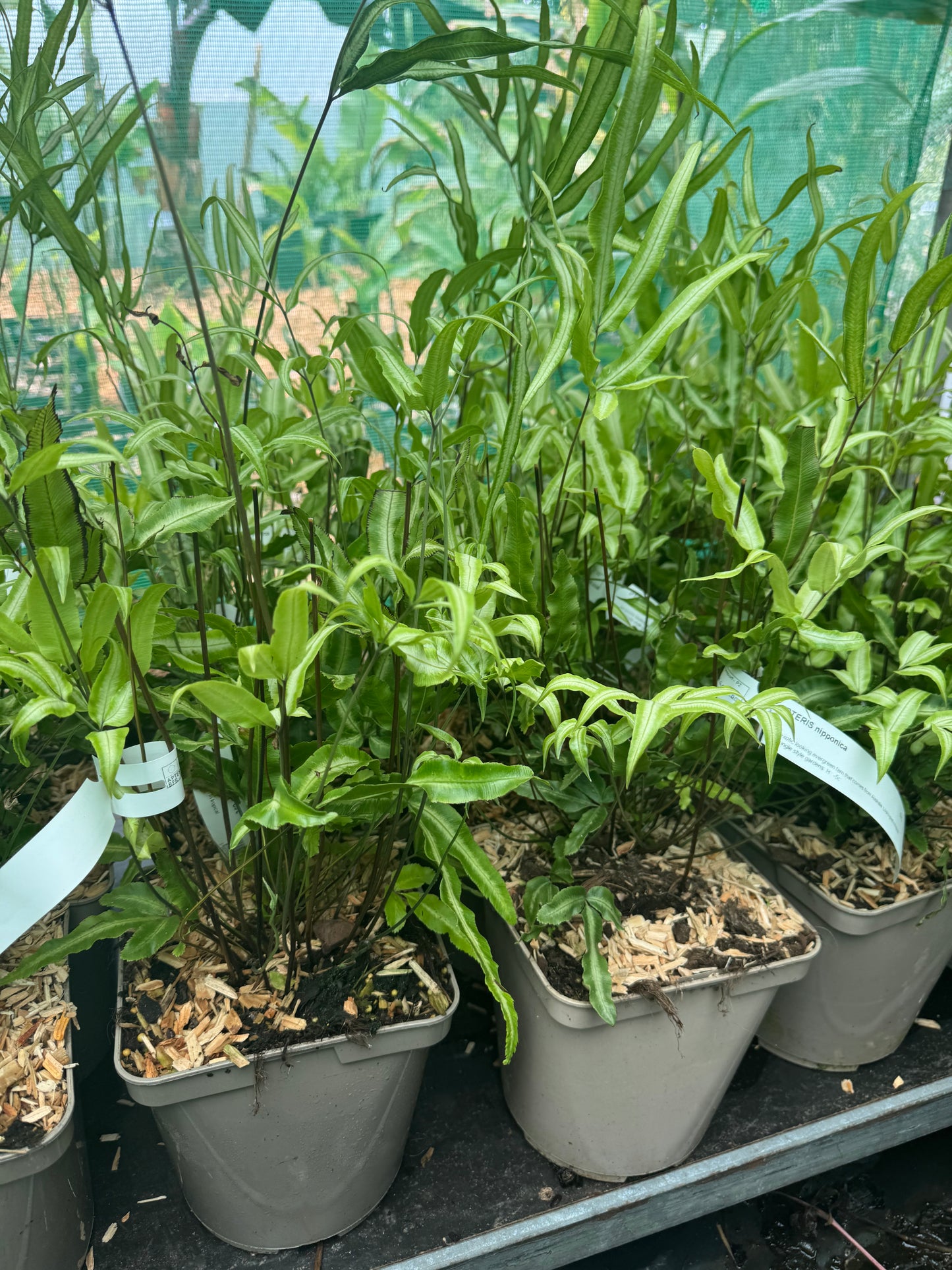 Pteris nipponica
