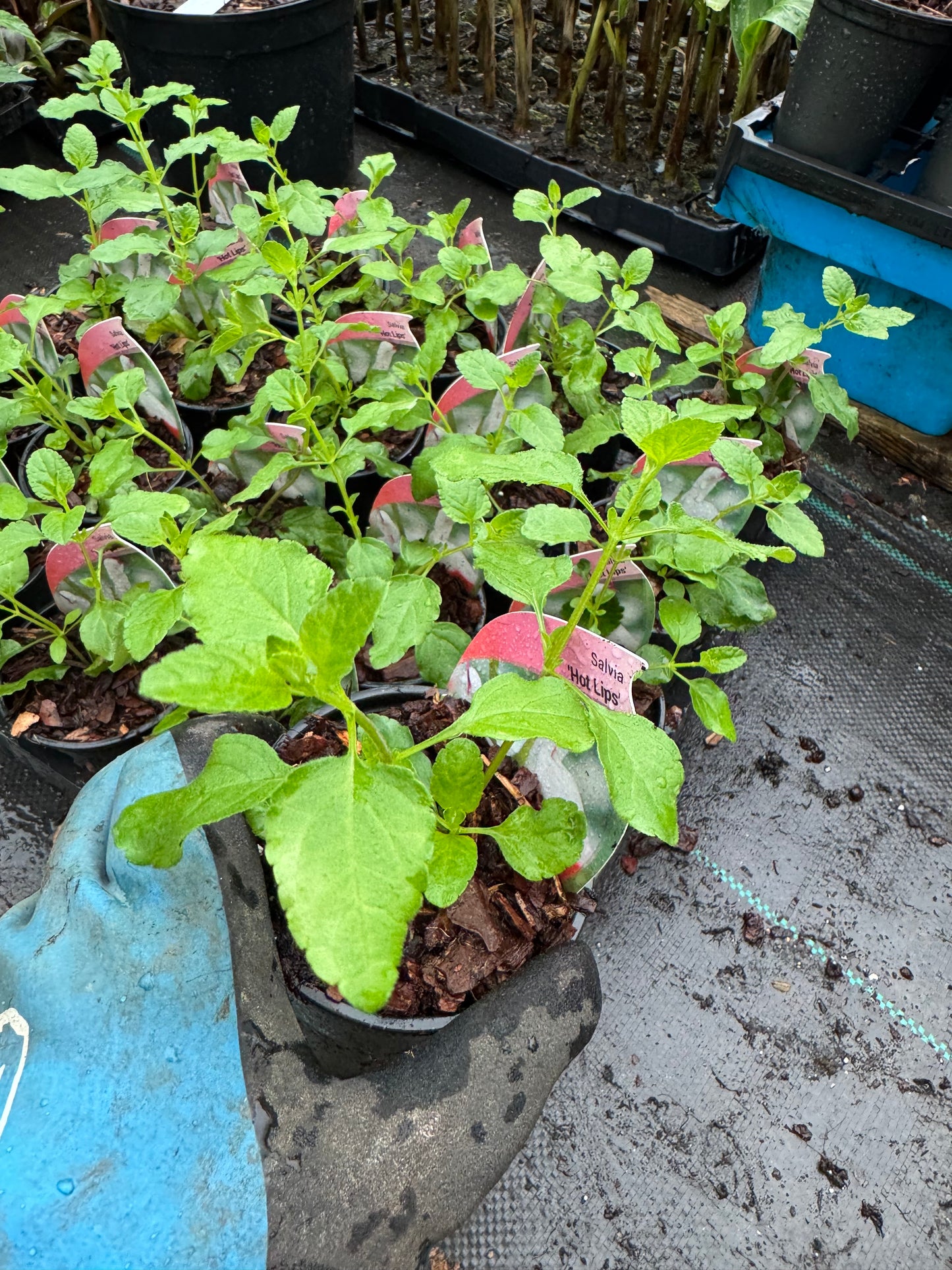 Salvia 'Hot Lips'