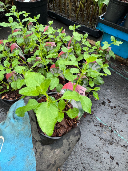 Salvia 'Hot Lips'