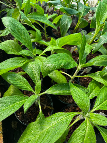 Echium Pininana (Pink Fountain)