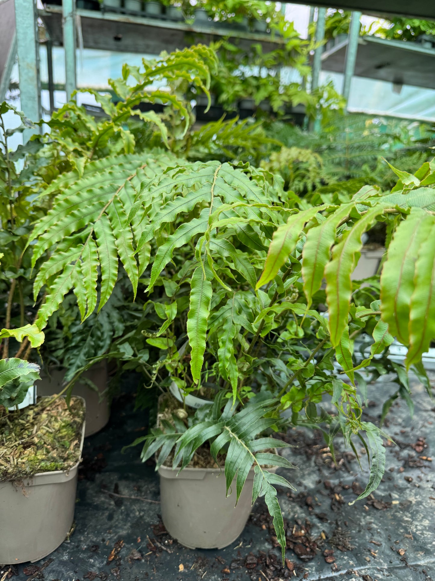 Blechnum novae zealandiae