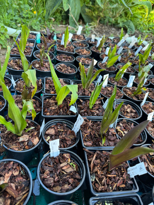 Eucomis lucky dip!